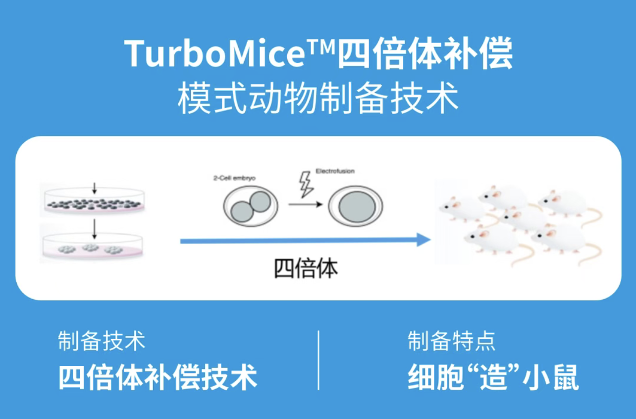 TurboMice™四倍体补偿技术：破解同染色体多位点编辑难题，F0代直接拿“克隆级”小鼠